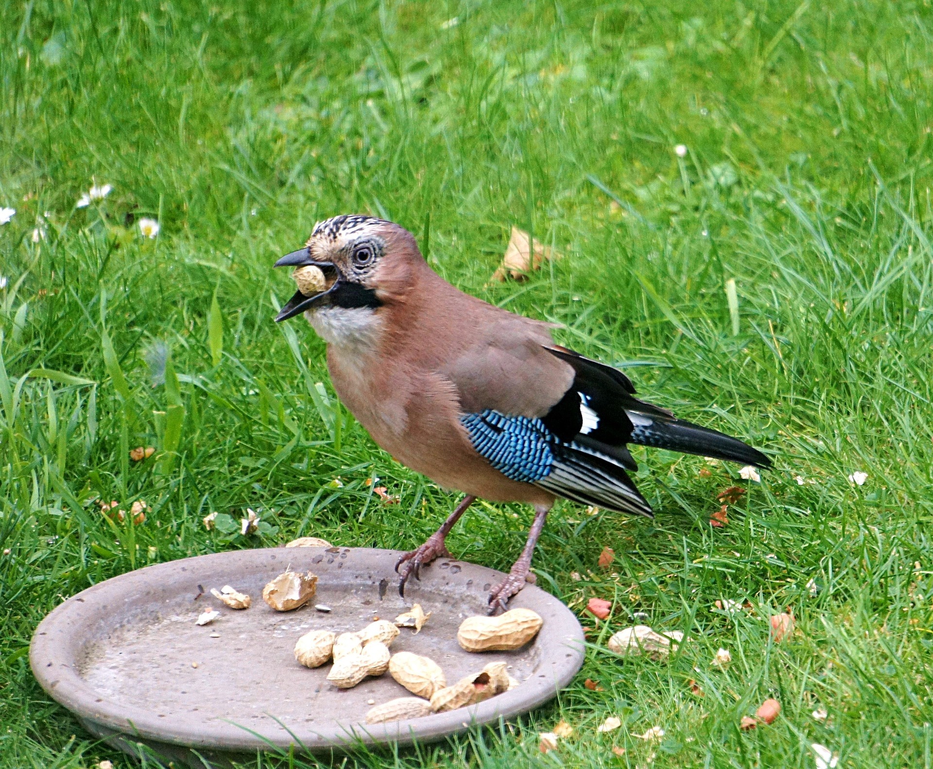 how to build a bird feeder how to build a bird feeder